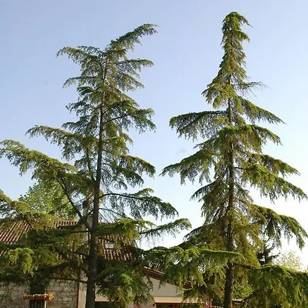 לינה וארוחת בוקר Stevani In Monferrato Rosignano Monferrato